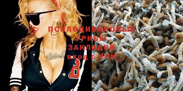 стаф Пересвет