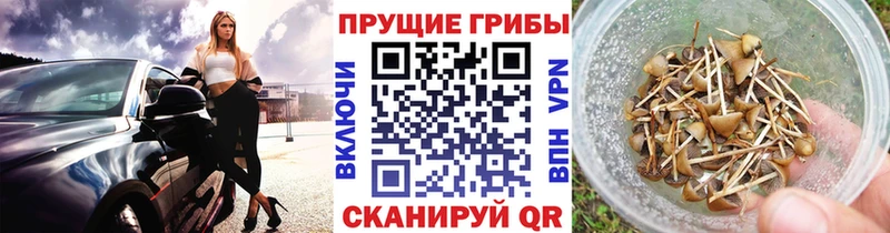 Псилоцибиновые грибы MAGIC MUSHROOMS  купить наркотики сайты  Татарск 