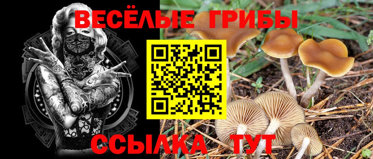 Галлюциногенные грибы Psilocybine cubensis  Татарск  Псилоцибиновые грибы ЛСД 